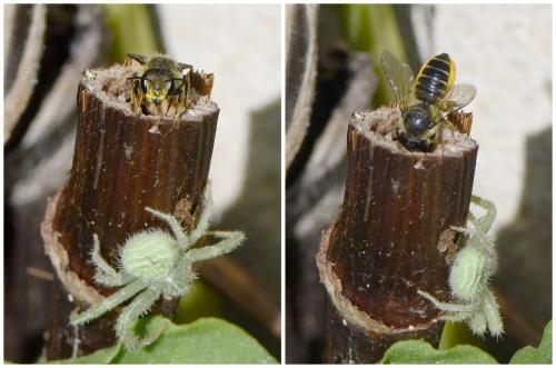 Réf. 241 054 : Megachile centuncularis